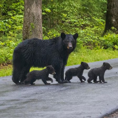 Wilderness Lodge, Hot Tub, Game Room, Pool Access, 1089 Free Tickets Each Paid Day, Dollywood And M Sevierville Luaran gambar
